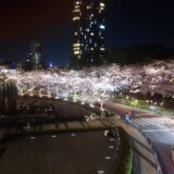 東京ミッドタウンで夜桜！満開でしたが、こんなご時世なので、人も少なめでした！